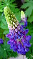Thumbnail for version as of 12:45, 12 July 2007