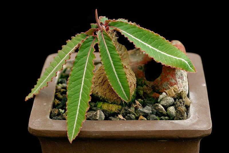 File:1024px-Euphorbia labatii.jpg