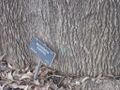 Thumbnail for version as of 09:15, 29 April 2025