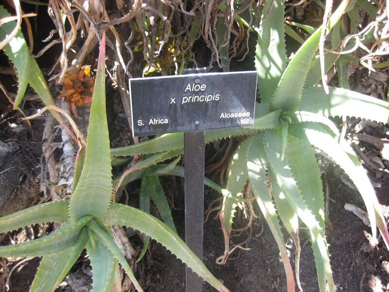 File:1280px-IMG 2310 hunt0903.jpg