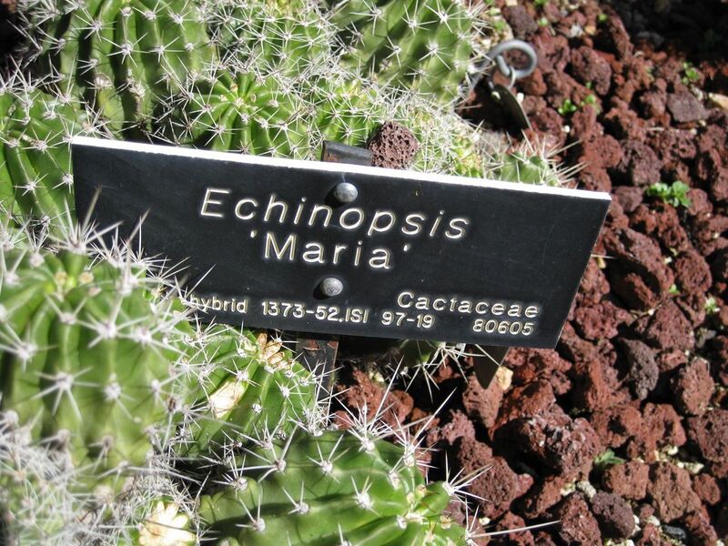 File:1280px-IMG 2491 hunt0903.jpg