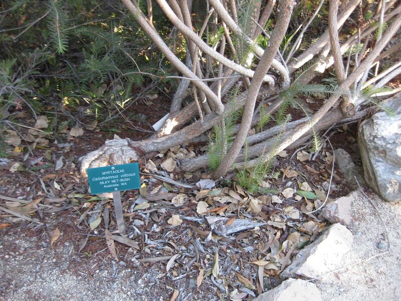 File:1280px-IMG 2740 ucla09.jpg