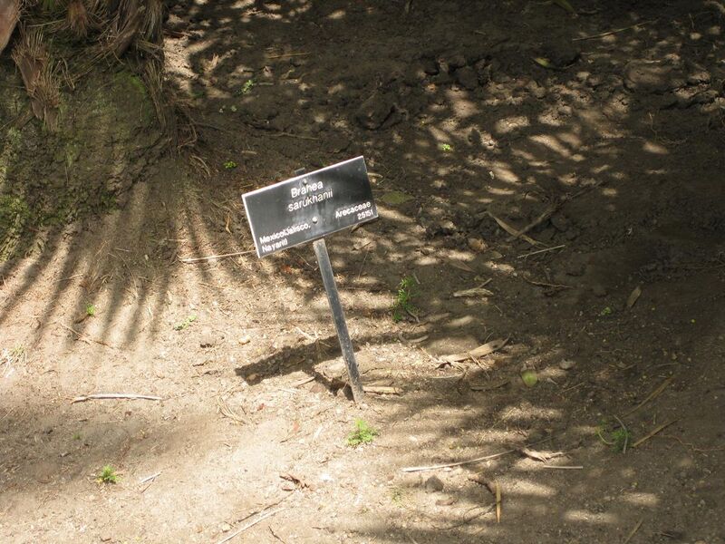 File:1280px-IMG 4129 hunt0904.jpg