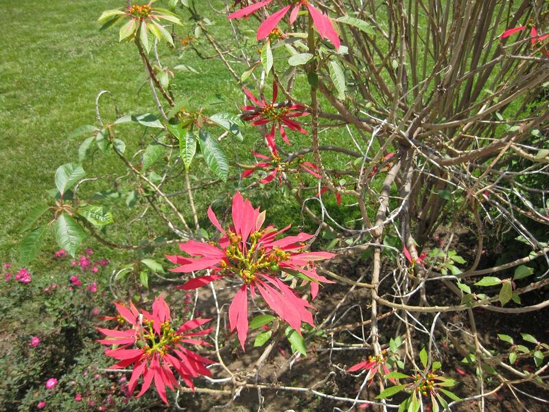 File:1280px-IMG 7705 hunt09jun.jpg