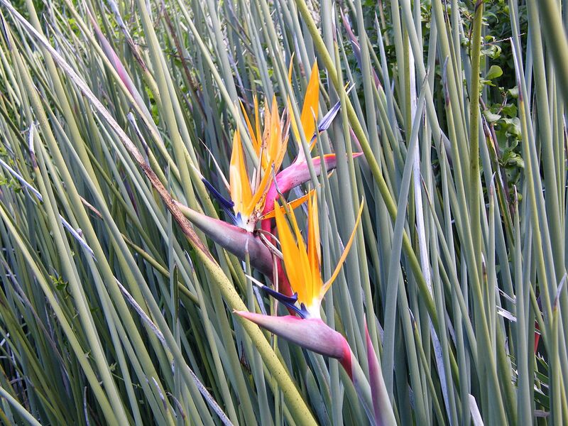 File:1280px-Strelitzia juncea flower.jpg