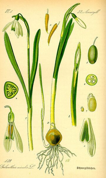 File:461px-Illustration Galanthus nivalis0.jpg