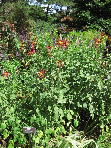 File:576px-IMG 0144 nybg09.jpg