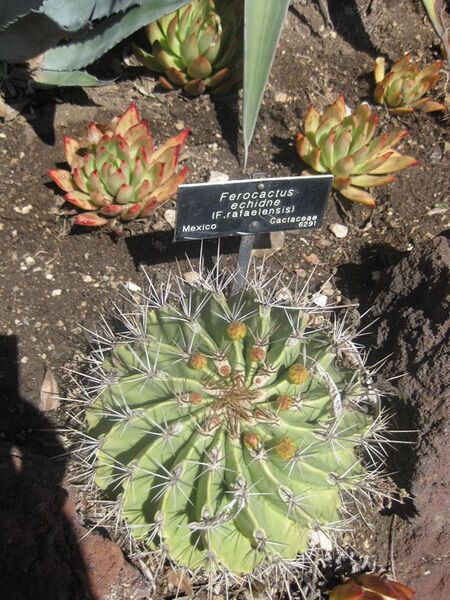 File:576px-IMG 2186 hunt0903.jpg