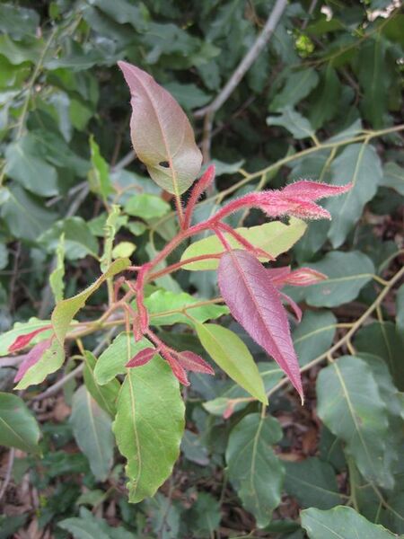 File:576px-IMG 4675 hunt0904.jpg