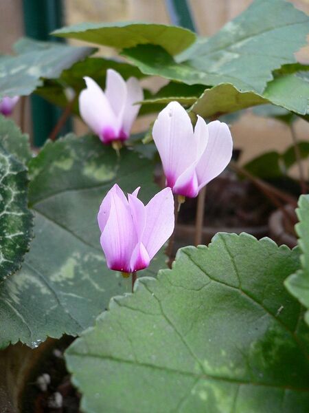 File:768px-Cyclamen rohlfsianum02.jpg