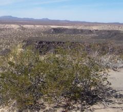 Larrea tridentata
