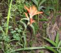 Unidentified Castilleja species