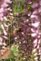 Ozark Wisteria