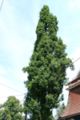 Quercus robur f. fastigiata