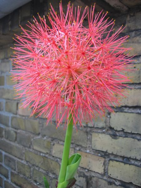 File:Scadoxus-multiflorus-ssp.-katharinae-1.jpg