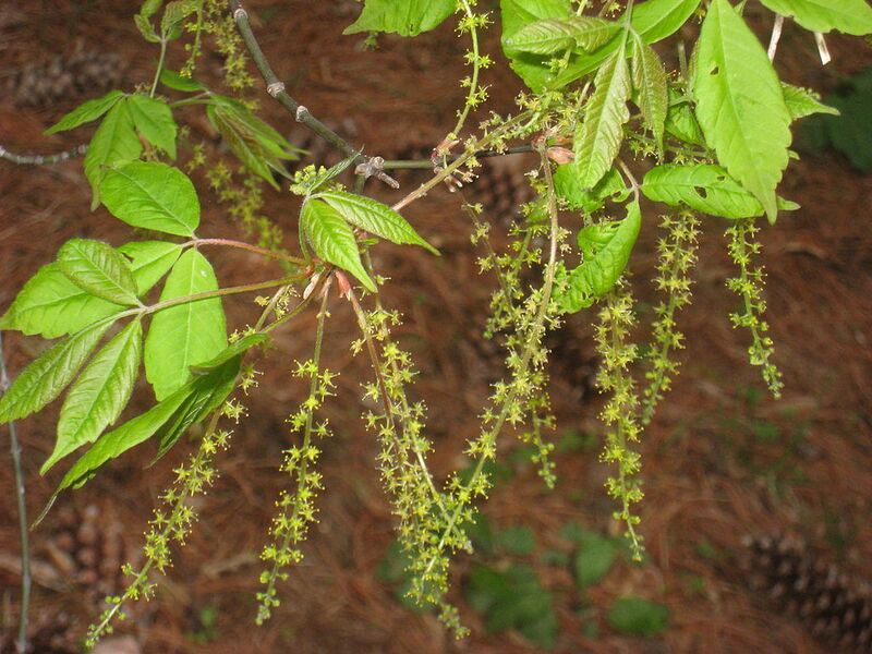 File:1024px-Acer henryi, Arnold Arboretum - IMG 6042.JPG