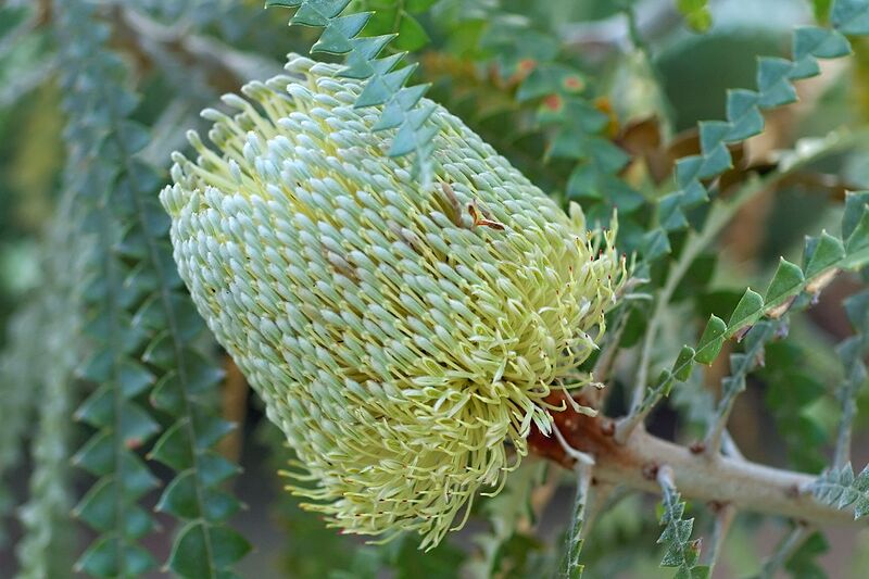 File:1280px-Banksia speciosa.jpg