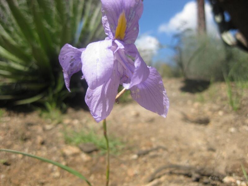 File:1280px-IMG 2301 hunt0903.jpg