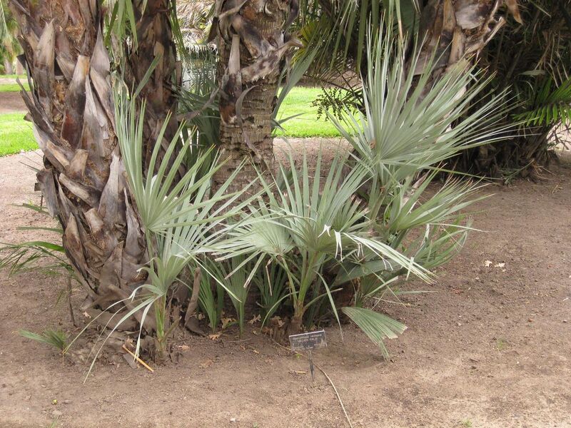 File:1280px-IMG 3948 hunt0904.jpg