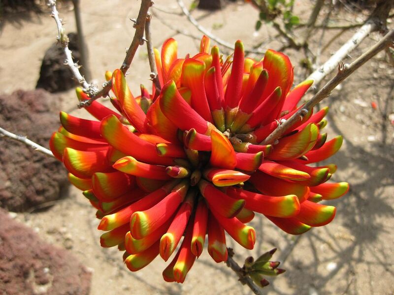 File:1280px-IMG 4327 hunt0904.jpg