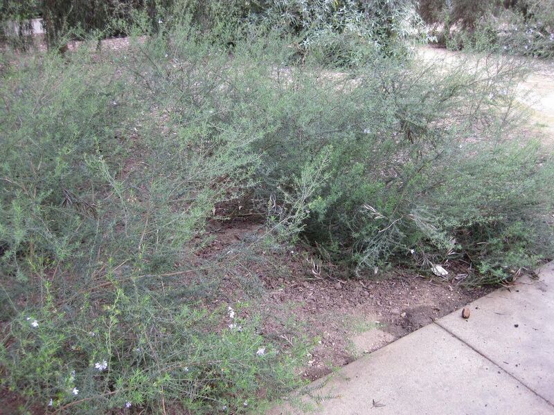 File:1280px-IMG 4717 hunt0904.jpg