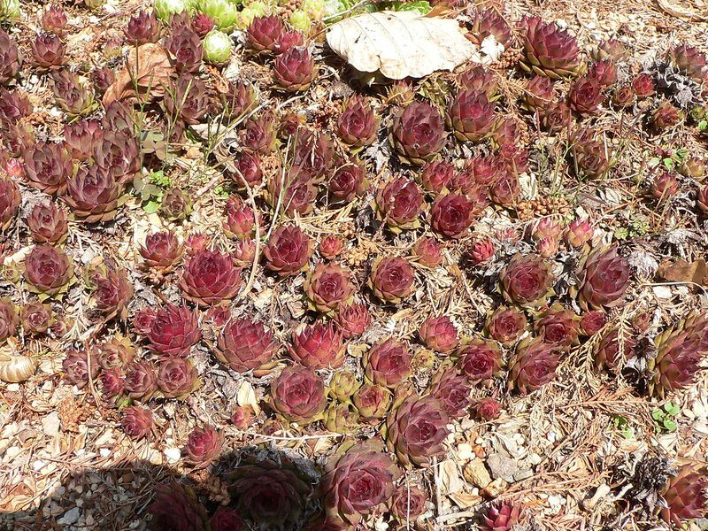File:1280px-Sempervivum-Red Beauty1.jpg