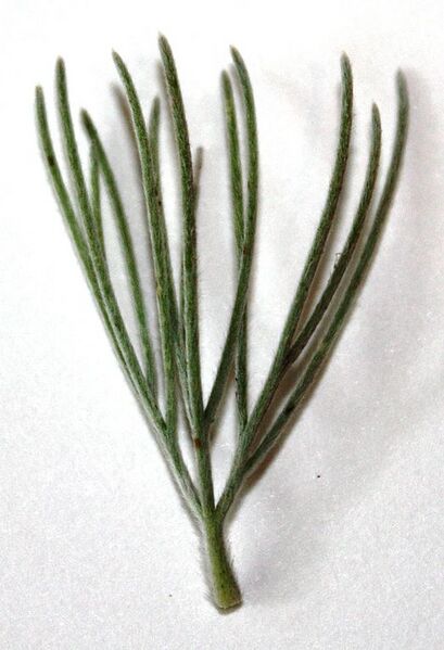File:524px-Adenanthos sericeus leaf.JPG
