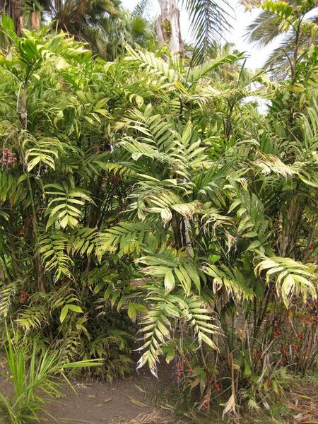 File:576px-IMG 4088 hunt0904.jpg