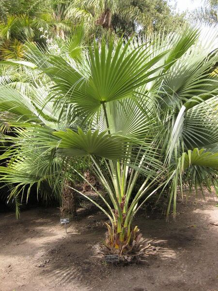 File:576px-IMG 4126 hunt0904.jpg