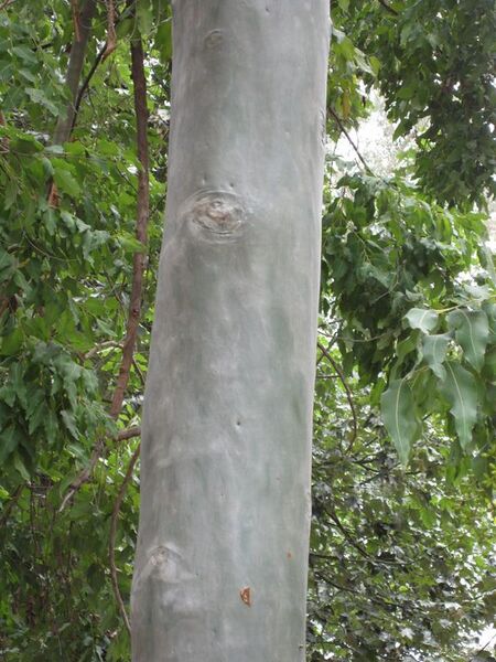 File:576px-IMG 4760 hunt0904.jpg