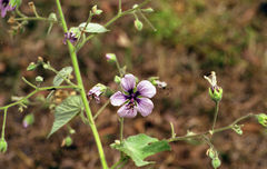 Abutilon longicuspe flower