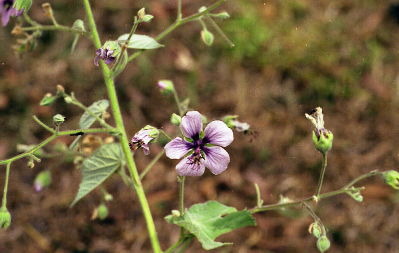 File:Abutilon longicuspe flower.jpg