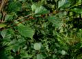 Green Alder (Alnus viridis)