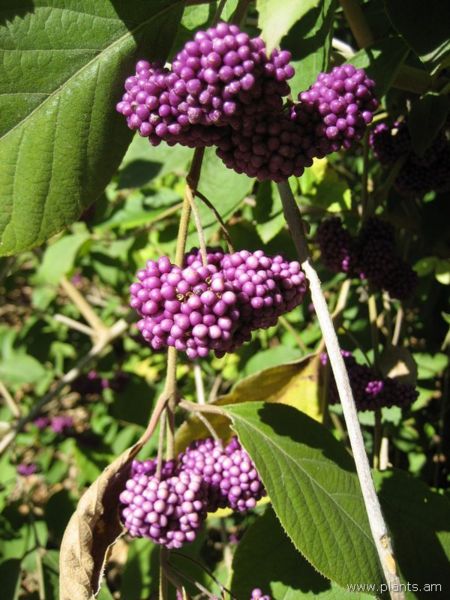 File:Callicarpa brevipes-IMG 0724 hunt07.jpg