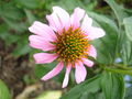 Thumbnail for version as of 15:28, 24 October 2009