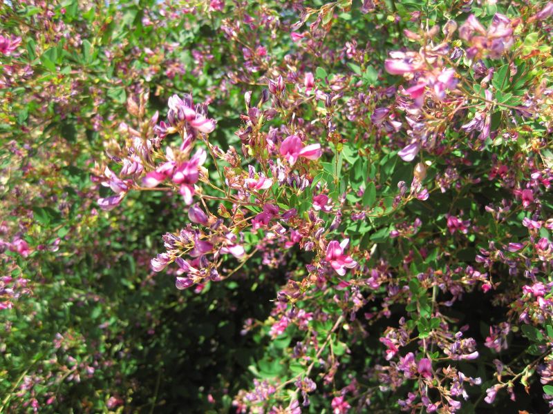 File:IMG 0316 nybg09.jpg