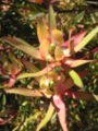 Leucadendron - safari sunset