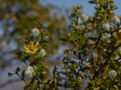 Close-up of Larrea tridentata