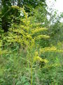 Thumbnail for version as of 14:46, 21 May 2007