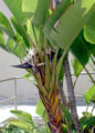 Thumbnail for version as of 18:14, 8 October 2008