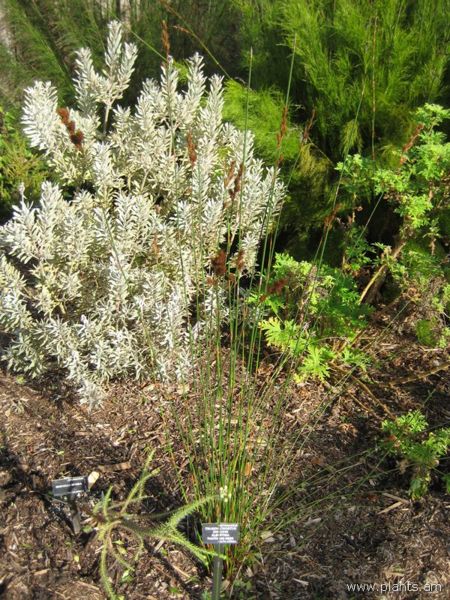 File:Thamnochortus insignis albertinia-thatching reed-IMG 7531 sfbg0308.jpg