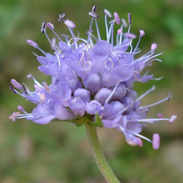 File:1022px-Succisa pratensis3 W.jpg