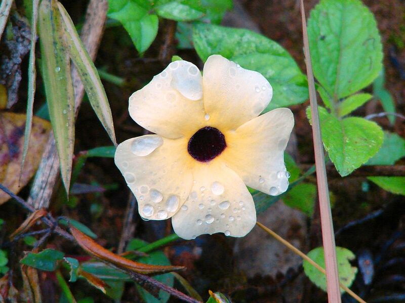 File:1024px-Arun image10.jpg