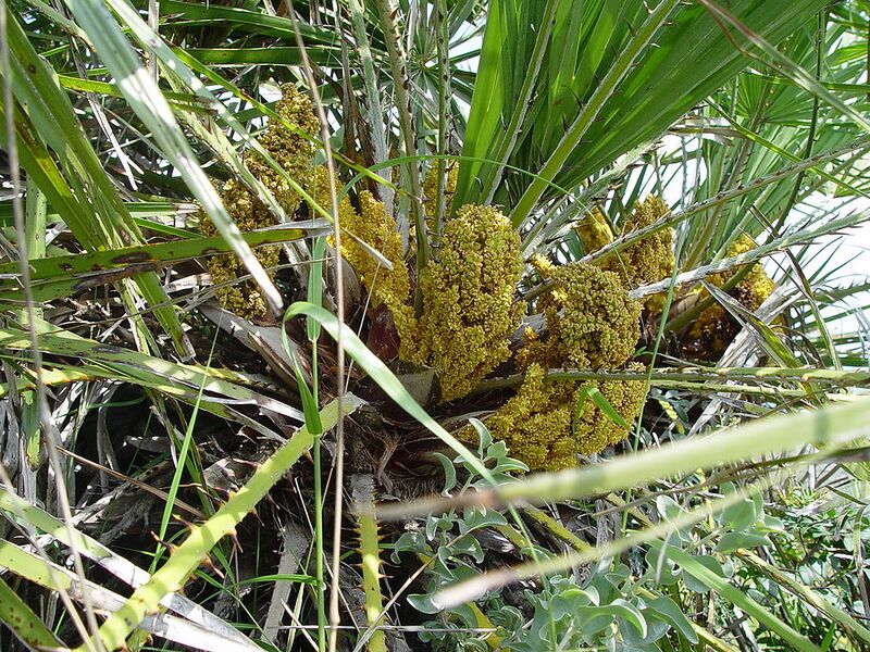 File:1024px-Chamaerops humilis.jpg