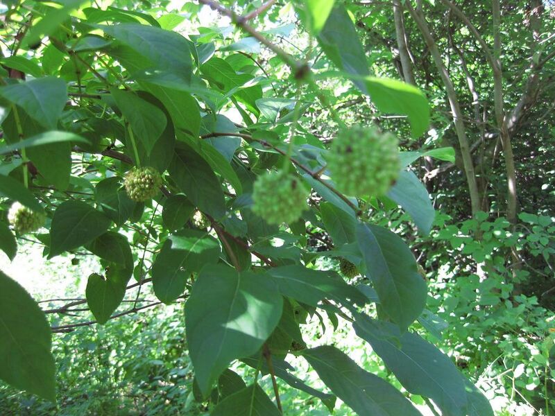 File:1024px-IMG 0347 nybg09.jpg