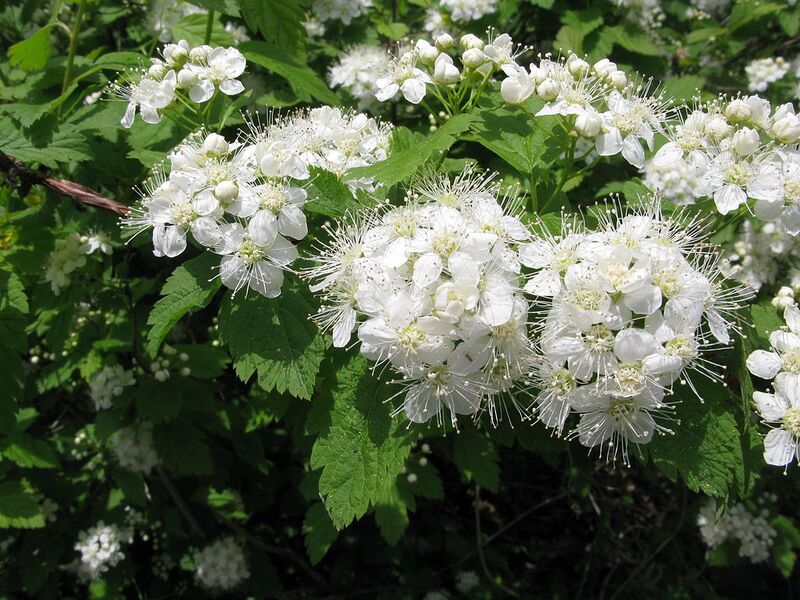 File:1024px-Spiraea chamaedryfolia var. pilosa 3.JPG