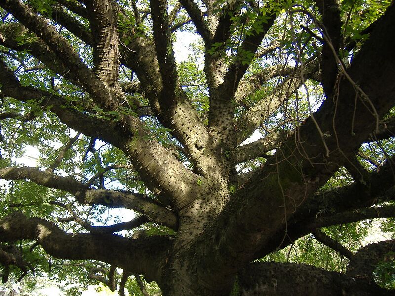 File:1280px-Ceiba sp branches.jpg