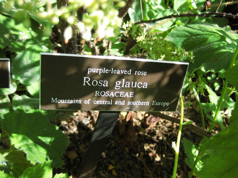 File:1280px-IMG 0040 nybg09.jpg