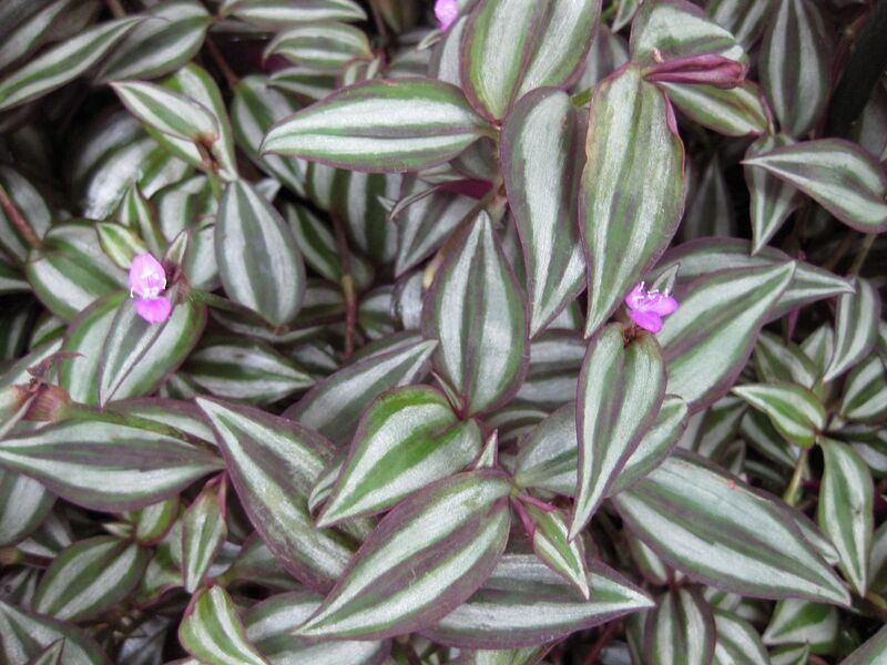 File:1280px-IMG 1192 bbg09.jpg