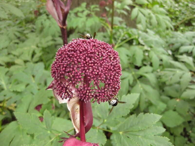 File:1280px-IMG 1450 bbg09.jpg